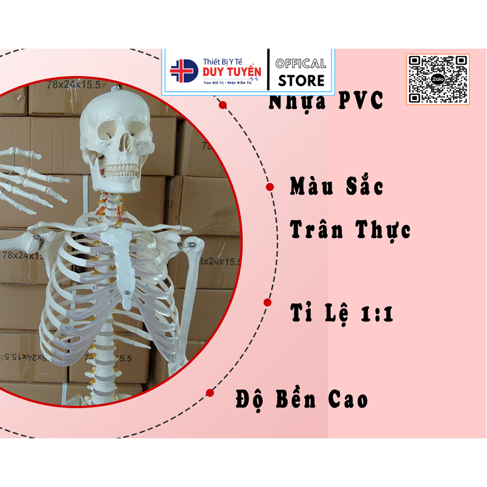 Mô Hình Giải Phẫu Xương Thiết Bị  Y Tế Duy Tuyền 183Cm Chất Liệu Nhựa PVC