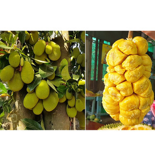 Cây mít tố nữ vị sầu riêng ( mít mơ )