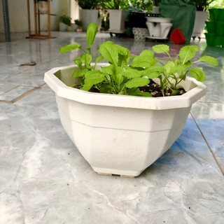 Combo Chậu kèm dây treo