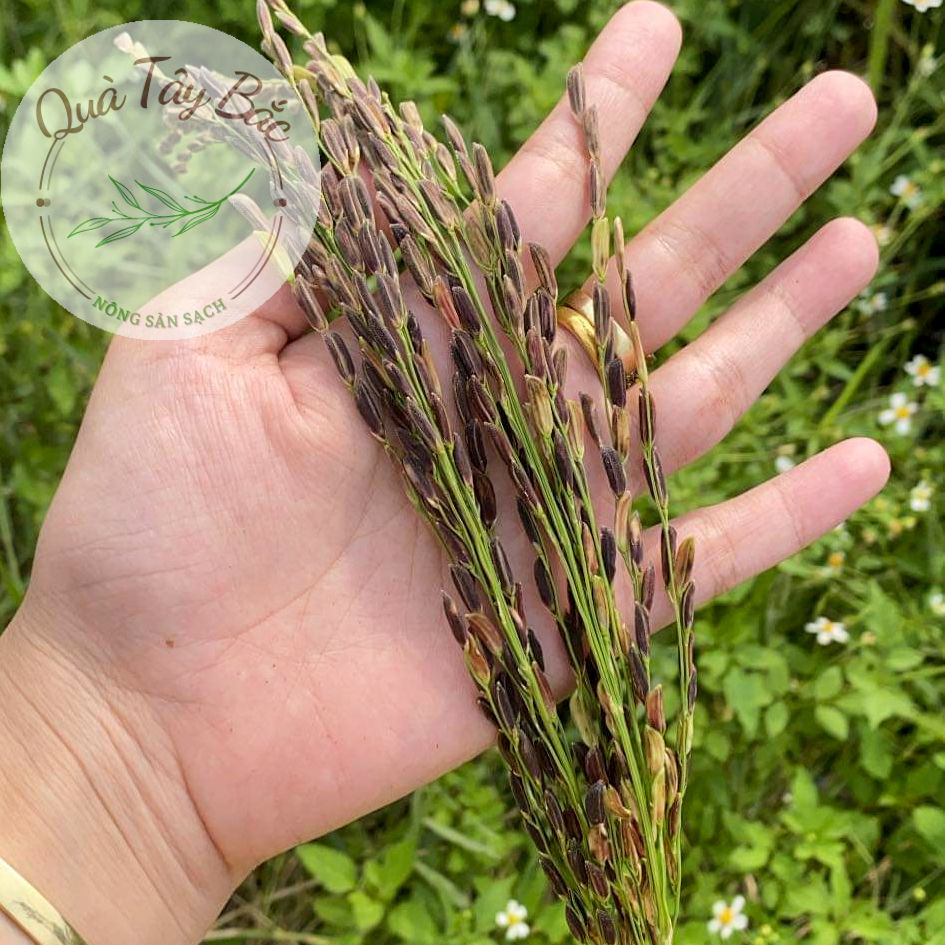 5kg gạo lứt đen dẻo Điện Biên loại ngon (ship rẻ) | BigBuy360 - bigbuy360.vn