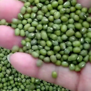 Đậu xanh sạch nấu chè / hạt giống làm giá đỗ - 1kg