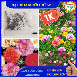 Gói 600 hạt giống hoa mười giờ Mỹ kép nhiều màu sai hoa nở sớm lâu tàn