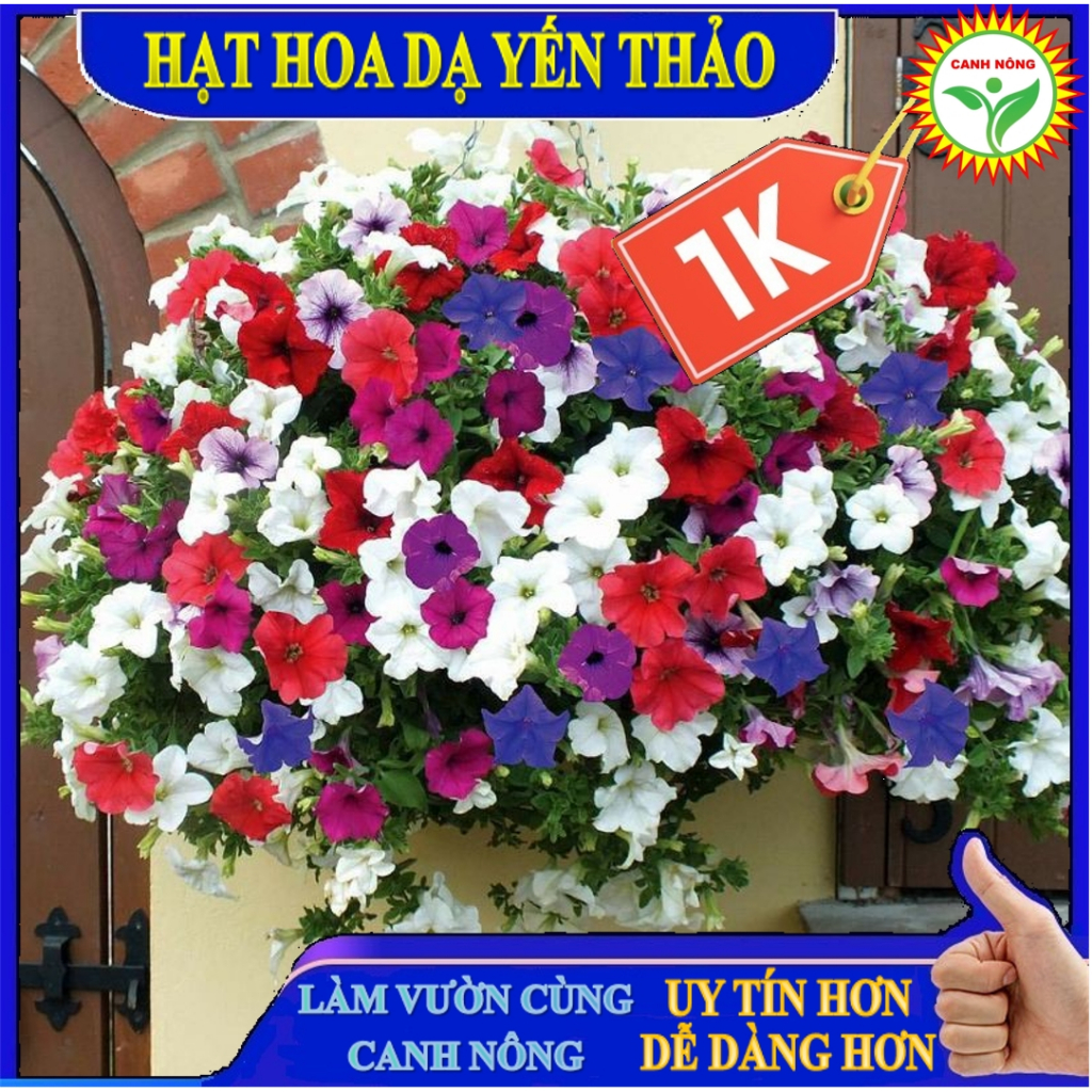 Hạt giống hoa dạ yến thảo mix đủ màu (gói hạt, tặng kèm phân)