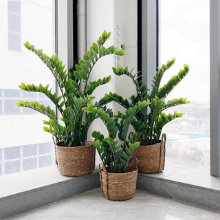 Cây giả, cây kim tiền 70cm, 90cm và 110cm cây trang trí decor