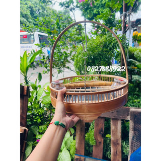 Lồng trần mào choè mi khướu cu gáy
