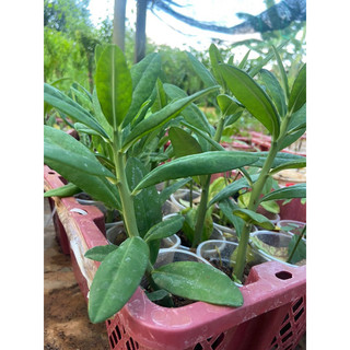 Cây thạch anh (cây công đức)