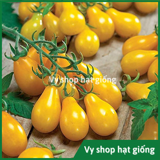 Hạt giống cà chua cherry trái lê quả vàng nguyên gói 50 hạt