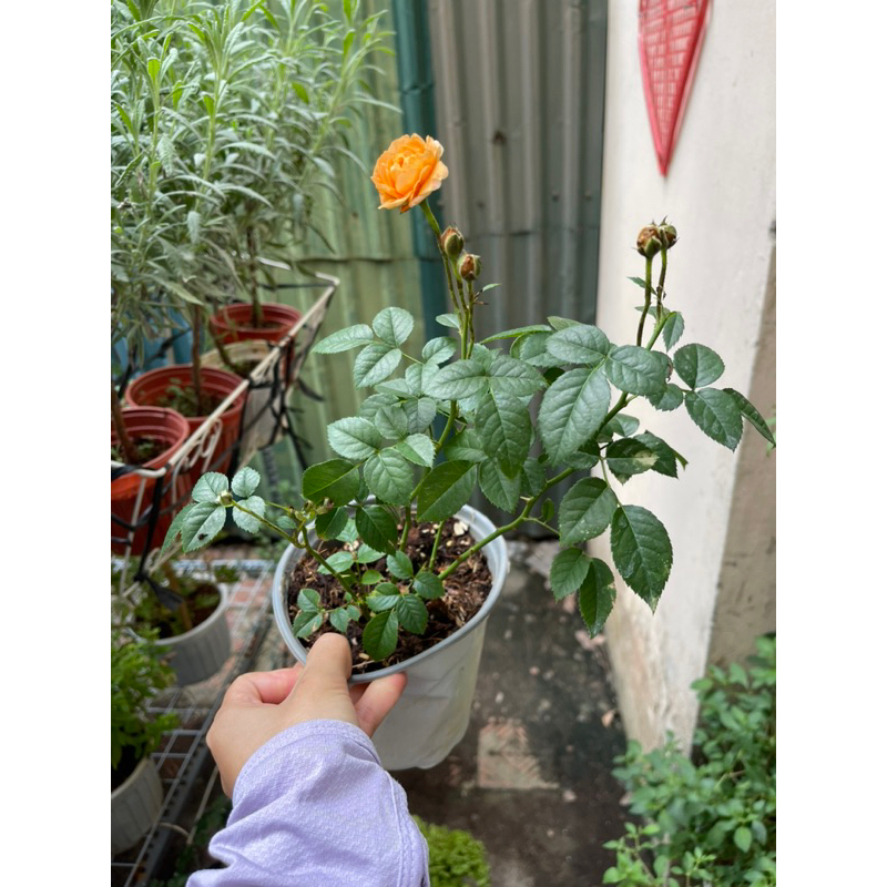 Terrazza rose / Hồng tezza màu cam cá hồi
