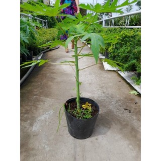 Đu đủ Thái lùn đỏ đặt ruột