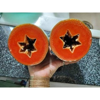 Cây 🌲 Đu đủ Thái lùn đỏ đặt ruột