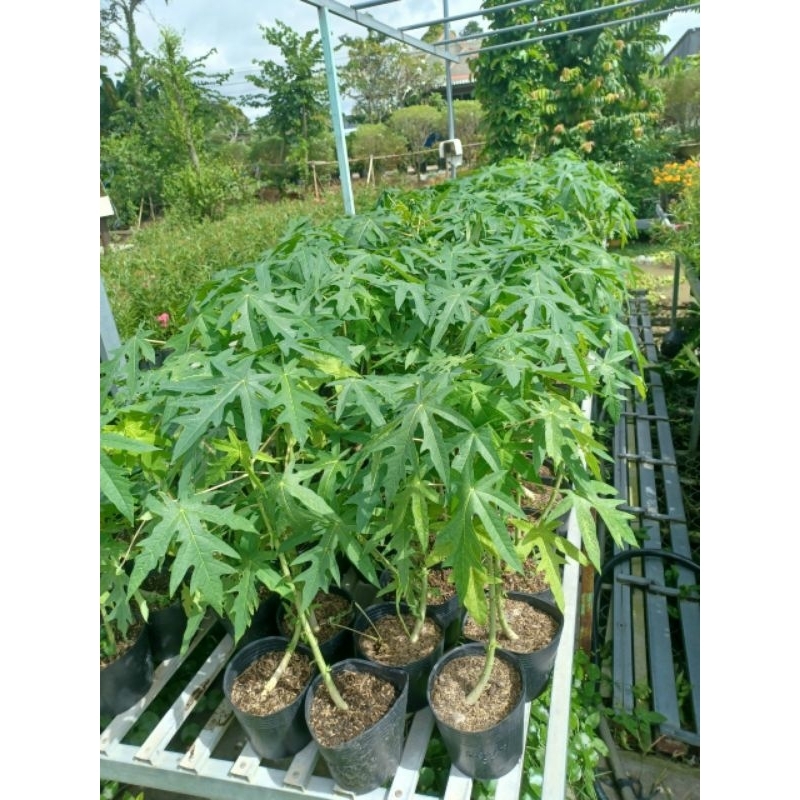 Đu đủ Thái lùn đỏ đặt ruột