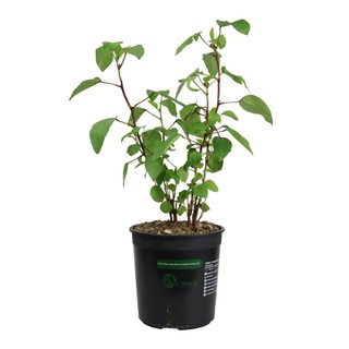 ATISO ĐỎ| HIBISCUS