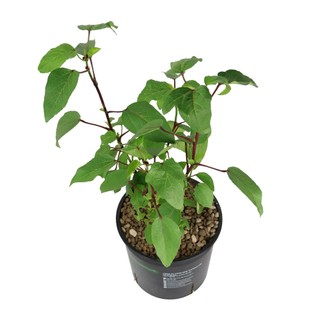 ATISO ĐỎ| HIBISCUS