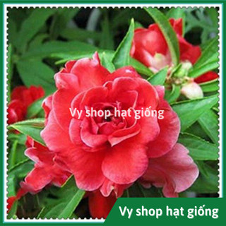 Hạt giống hoa bóng nước kép màu đỏ nguyên gói 30 hạt