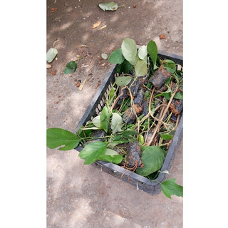 Bạc thau cây  quý - MUA 1 TẶNG 1 Số lượng có hạn