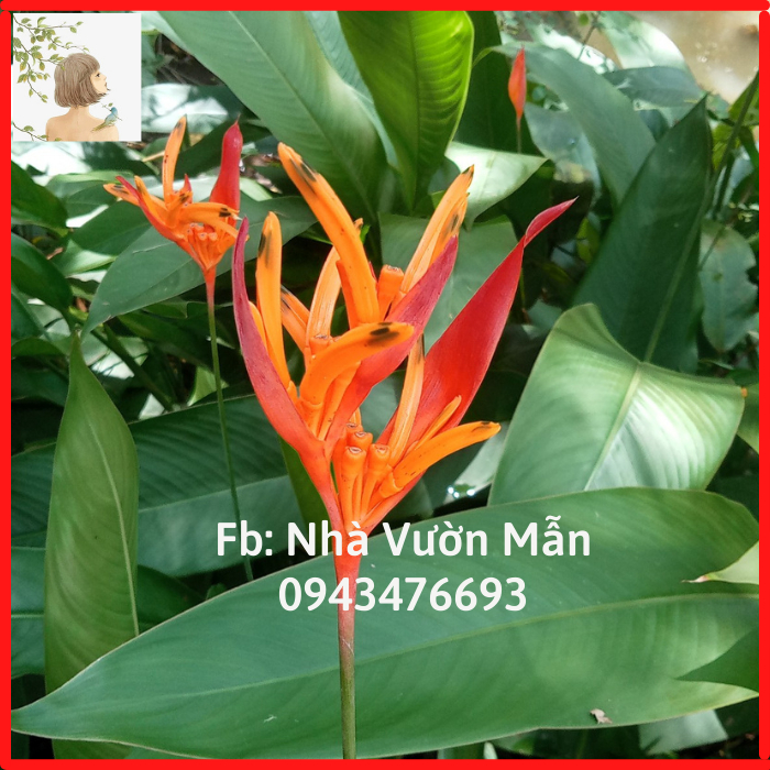 Combo 2 Cây Hoa Chuối Mỏ Két
