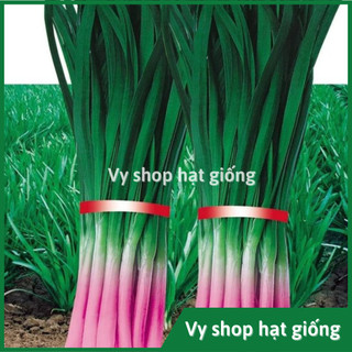 Hạt giống tỏi tây gốc tím nguyên gói 200 hạt