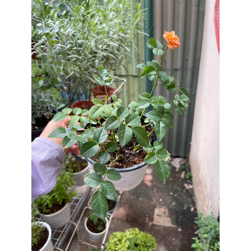 Terrazza rose / Hồng tezza màu cam cá hồi