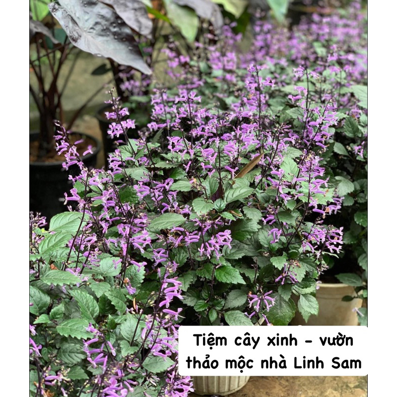 Plectranthus ‘Mona lavender’ / oải hương NPhi
