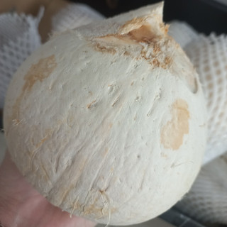 Dừa xiêm gọt trọc