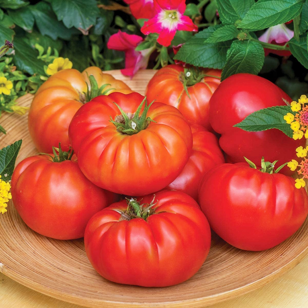 Hạt giống Cà chua múi Beef Hà Lan siêu quả to hồng nhập Nga