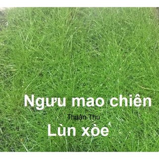Ngưu Mao Chiên Lùn Xòe [Tấc 10cm x 10cm] Cỏ trãi nền bể thủy sinh