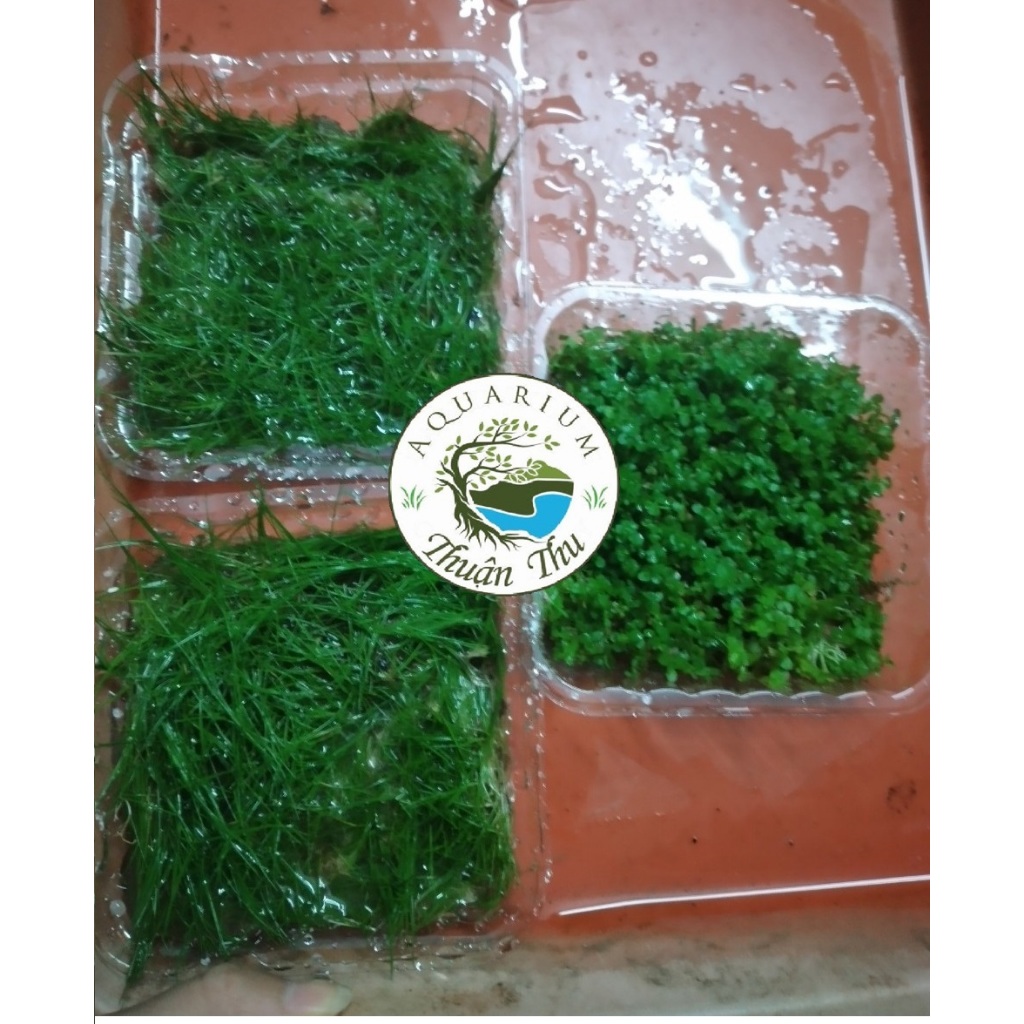 Ngưu Mao Chiên Lùn Xòe  Cỏ trãi nền bể thủy sinh