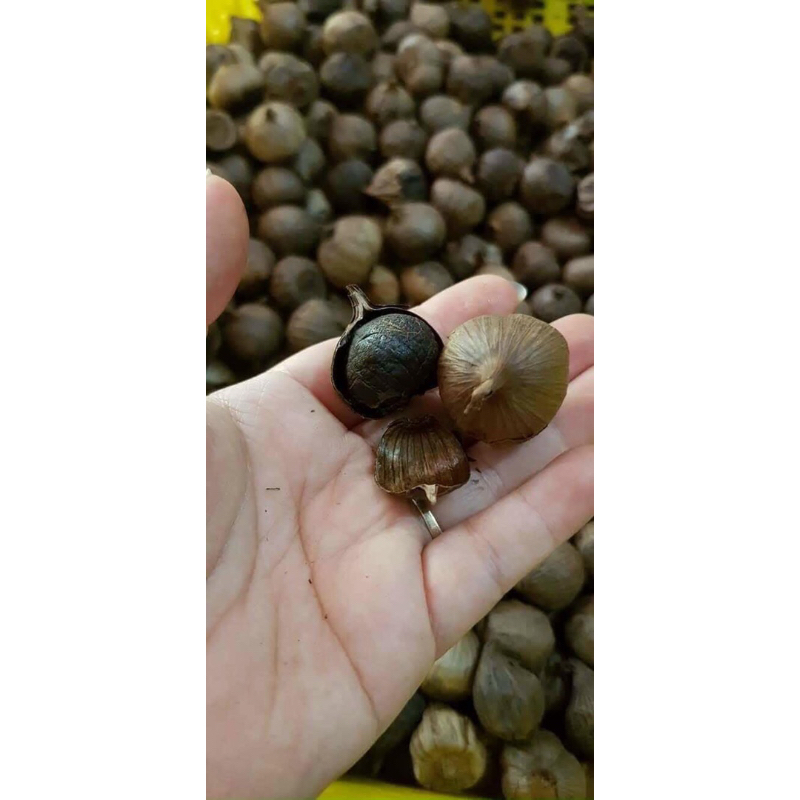 500Gr Tỏi đen cô đơn lên men tự nhiên ăn thử