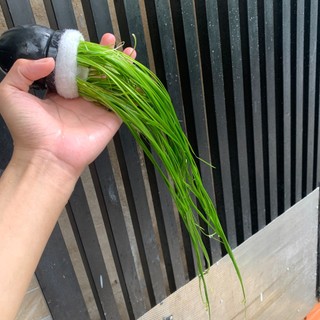 Cỏ cọp -thủy sinh- cây thủy sinh cỏ cop