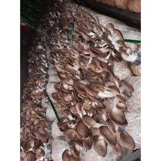 Phôi Nấm Bào Ngư Xám