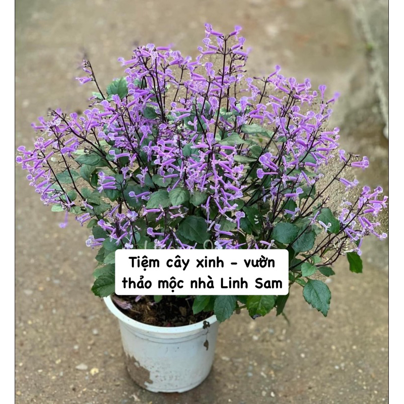 Plectranthus ‘Mona lavender’ / oải hương NPhi
