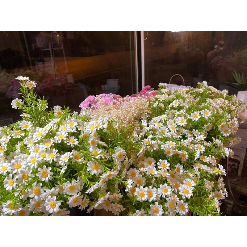 Cúc họa my điểm trang trí