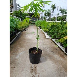 Cây 🌲 Đu đủ Thái lùn đỏ đặt ruột
