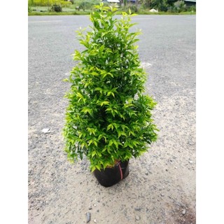 Mai chiếu Thủy dáng Tháp