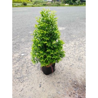 Cây 🌲 Mai chiếu Thủy dáng Tháp đang hoa