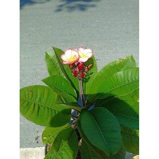 Cây 🌲 Sứ Đại thái ... đang hoa