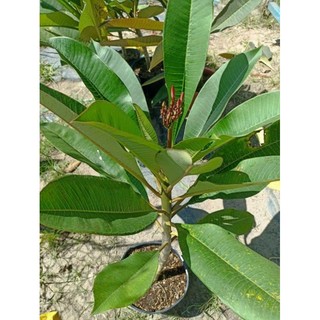 Cây 🌲 Sứ Đại thái ... đang hoa