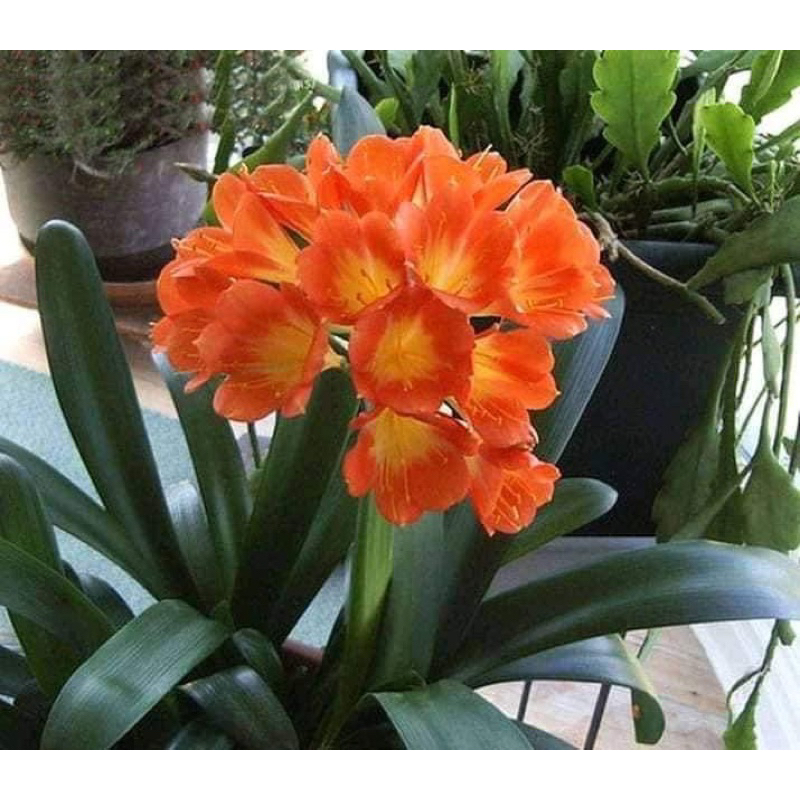 Cây hoa lan Quân Tử Hoa đẹp sang trọng HOA TẾT