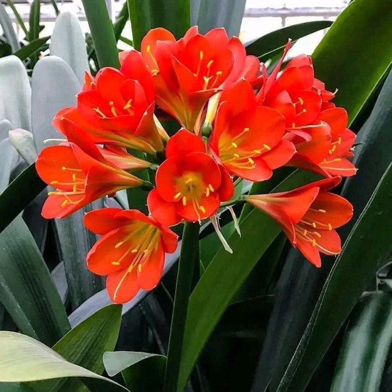 Cây hoa lan Quân Tử Hoa đẹp sang trọng HOA TẾT