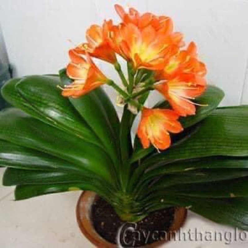 Cây hoa lan Quân Tử Hoa đẹp sang trọng HOA TẾT