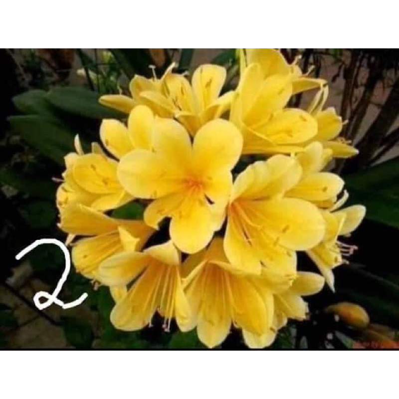 Cây hoa lan Quân Tử Hoa đẹp sang trọng HOA TẾT