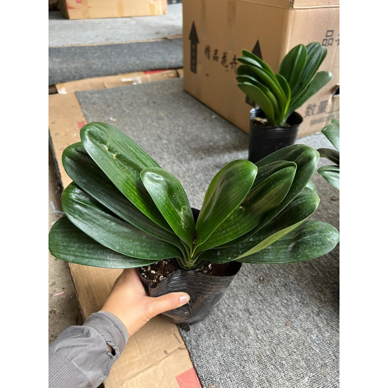 Cây hoa lan Quân Tử Hoa đẹp sang trọng HOA TẾT