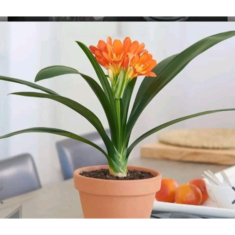 Cây hoa lan Quân Tử Hoa đẹp sang trọng HOA TẾT