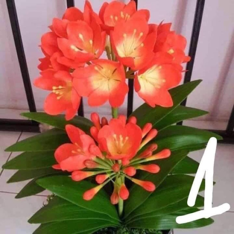 Cây hoa lan Quân Tử Hoa đẹp sang trọng HOA TẾT