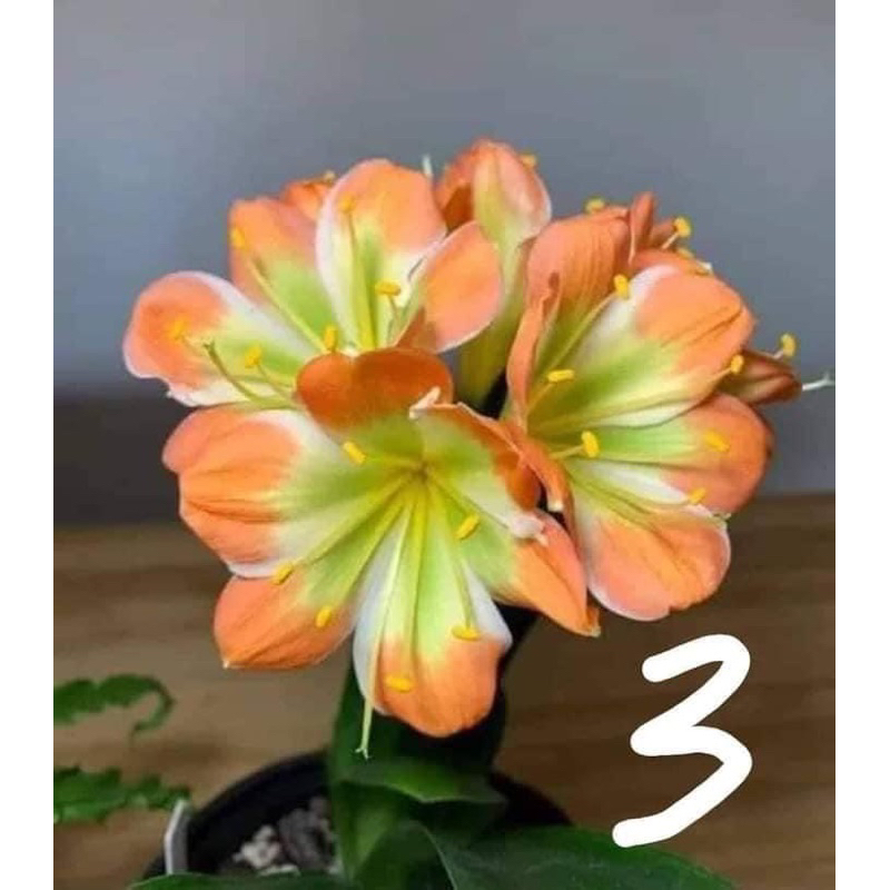 Cây hoa lan Quân Tử Hoa đẹp sang trọng HOA TẾT