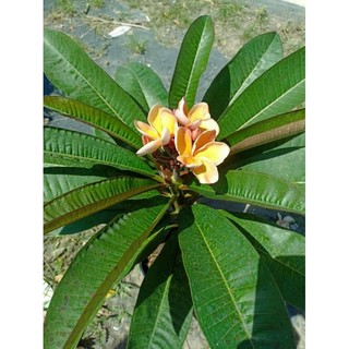 Cây 🌲 Sứ Đại thái ... đang hoa