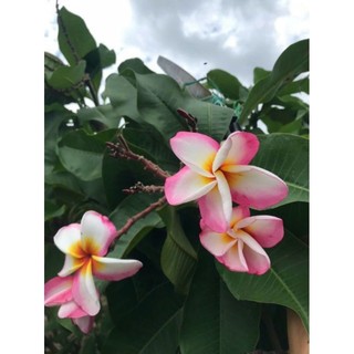 Cây 🌲 Sứ Đại thái ... đang hoa