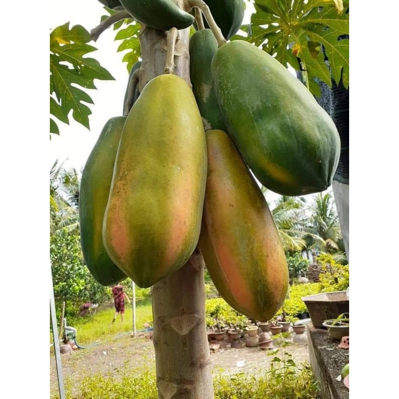 Đu đủ Thái lùn đỏ đặt ruột