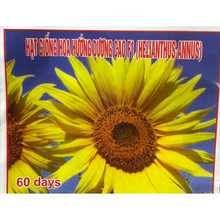 Hạt giống Hoa Hướng Dương Cao