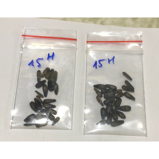 Hạt giống Hoa Hướng Dương Cao